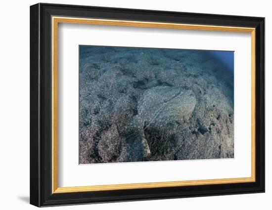 A Flounder Blends into its Reef Surroundings-Stocktrek Images-Framed Photographic Print