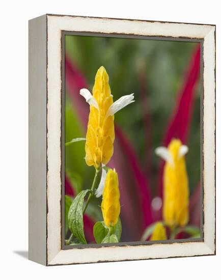 A Flower Blooms in Anton El Valle, Panama-William Sutton-Framed Premier Image Canvas