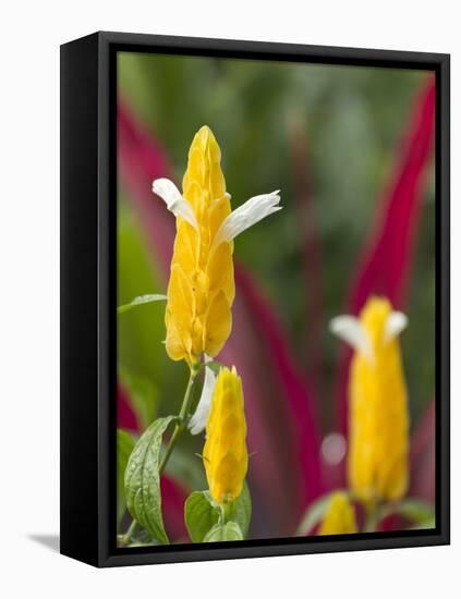 A Flower Blooms in Anton El Valle, Panama-William Sutton-Framed Premier Image Canvas