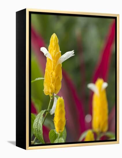 A Flower Blooms in Anton El Valle, Panama-William Sutton-Framed Premier Image Canvas