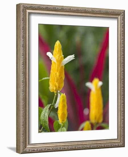 A Flower Blooms in Anton El Valle, Panama-William Sutton-Framed Photographic Print