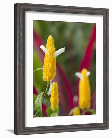 A Flower Blooms in Anton El Valle, Panama-William Sutton-Framed Photographic Print