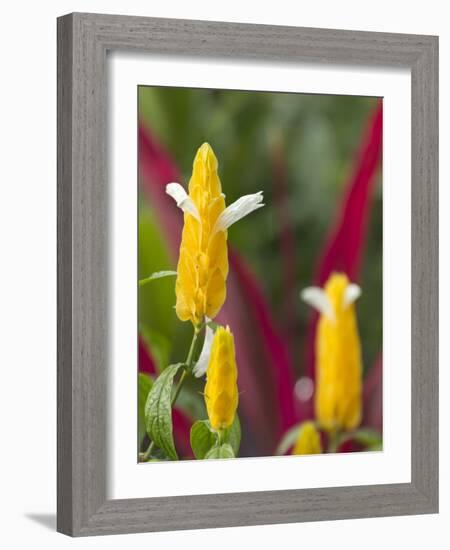 A Flower Blooms in Anton El Valle, Panama-William Sutton-Framed Photographic Print