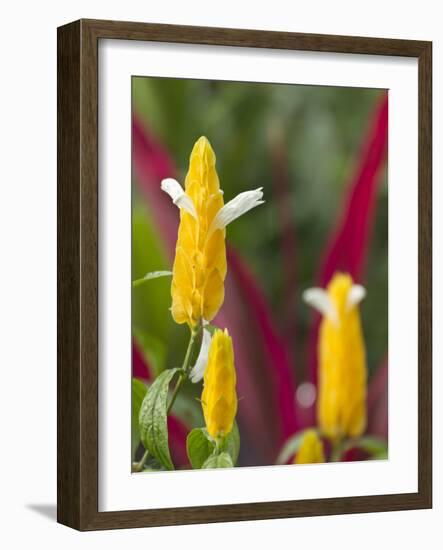 A Flower Blooms in Anton El Valle, Panama-William Sutton-Framed Photographic Print