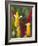 A Flower Blooms in Anton El Valle, Panama-William Sutton-Framed Photographic Print