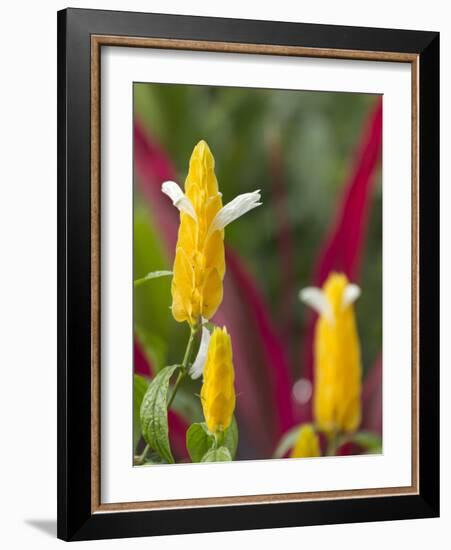 A Flower Blooms in Anton El Valle, Panama-William Sutton-Framed Photographic Print