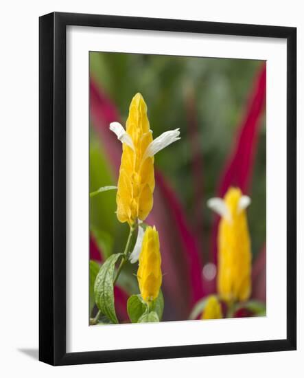 A Flower Blooms in Anton El Valle, Panama-William Sutton-Framed Photographic Print