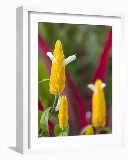 A Flower Blooms in Anton El Valle, Panama-William Sutton-Framed Photographic Print