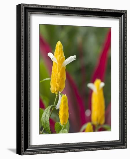 A Flower Blooms in Anton El Valle, Panama-William Sutton-Framed Photographic Print