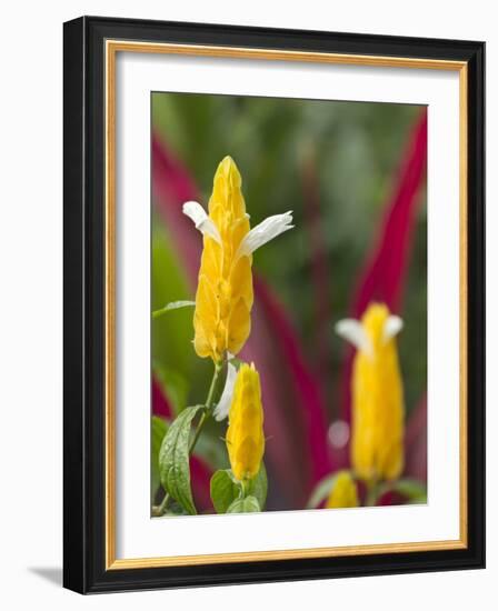 A Flower Blooms in Anton El Valle, Panama-William Sutton-Framed Photographic Print