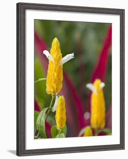 A Flower Blooms in Anton El Valle, Panama-William Sutton-Framed Photographic Print