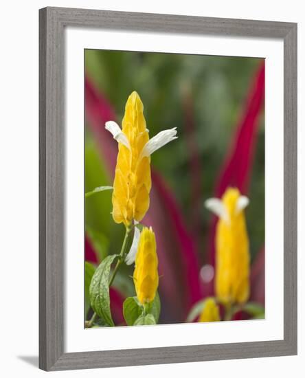 A Flower Blooms in Anton El Valle, Panama-William Sutton-Framed Photographic Print