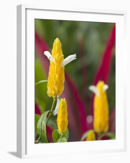 A Flower Blooms in Anton El Valle, Panama-William Sutton-Framed Photographic Print