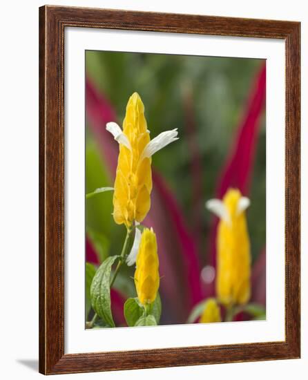 A Flower Blooms in Anton El Valle, Panama-William Sutton-Framed Photographic Print