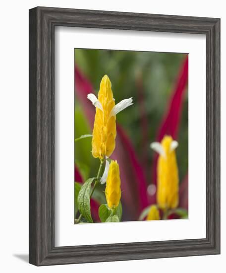 A Flower Blooms in Anton El Valle, Panama-William Sutton-Framed Photographic Print