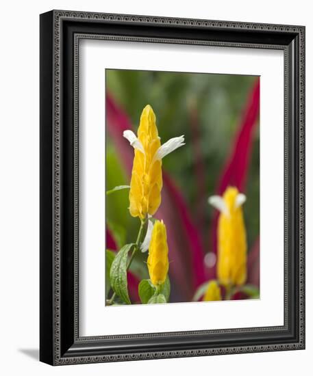 A Flower Blooms in Anton El Valle, Panama-William Sutton-Framed Photographic Print