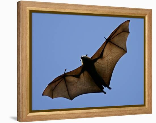 A Flying Fox Soars Above the Trees-null-Framed Premier Image Canvas