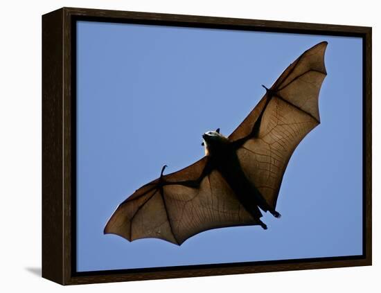 A Flying Fox Soars Above the Trees-null-Framed Premier Image Canvas