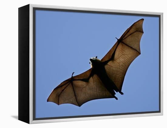 A Flying Fox Soars Above the Trees-null-Framed Premier Image Canvas