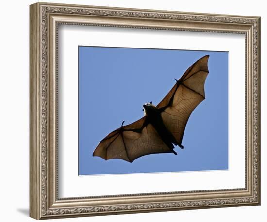 A Flying Fox Soars Above the Trees-null-Framed Photographic Print