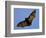 A Flying Fox Soars Above the Trees-null-Framed Photographic Print