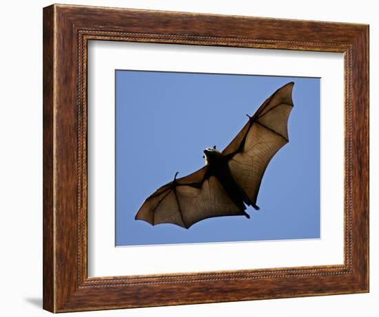 A Flying Fox Soars Above the Trees-null-Framed Photographic Print