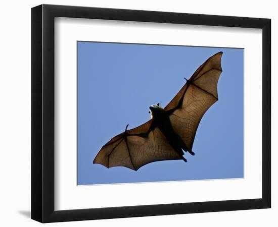 A Flying Fox Soars Above the Trees--Framed Photographic Print