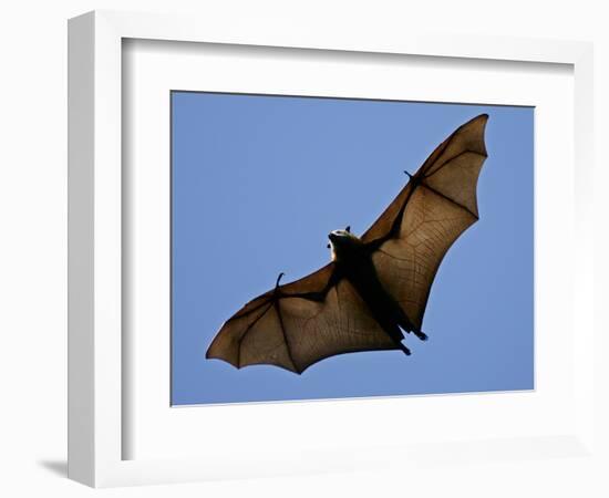 A Flying Fox Soars Above the Trees-null-Framed Photographic Print