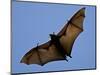 A Flying Fox Soars Above the Trees-null-Mounted Photographic Print