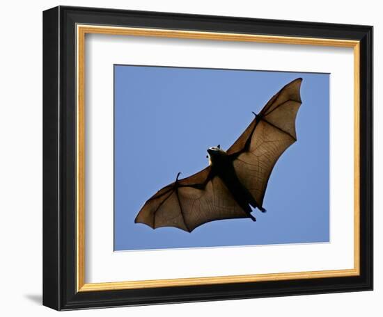 A Flying Fox Soars Above the Trees-null-Framed Photographic Print