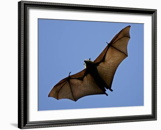 A Flying Fox Soars Above the Trees-null-Framed Photographic Print