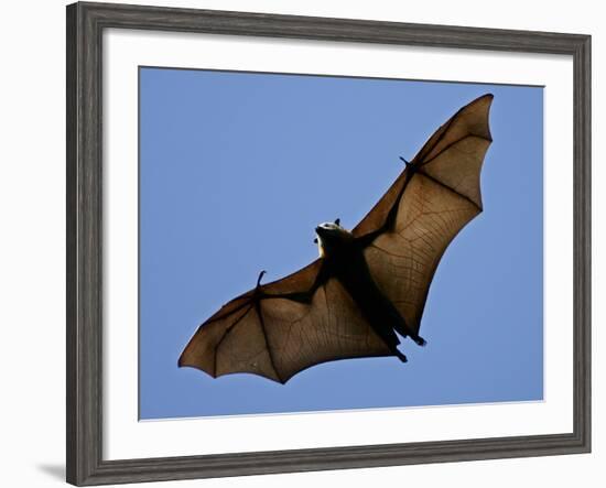 A Flying Fox Soars Above the Trees-null-Framed Photographic Print