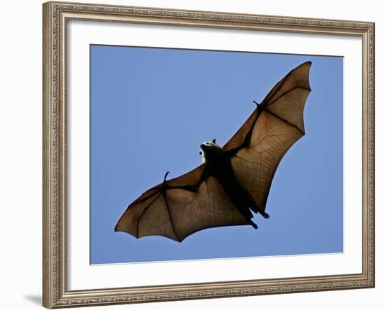 A Flying Fox Soars Above the Trees-null-Framed Photographic Print