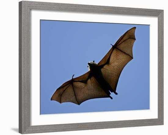 A Flying Fox Soars Above the Trees-null-Framed Photographic Print