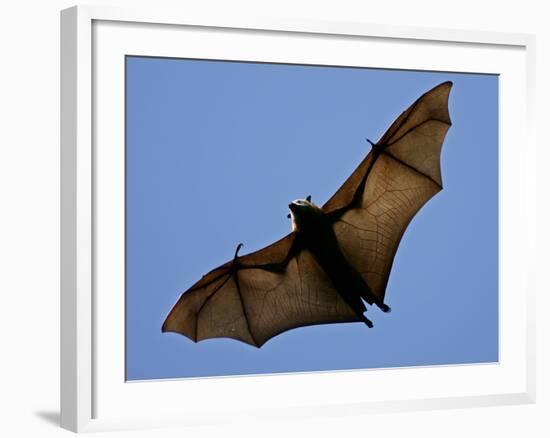 A Flying Fox Soars Above the Trees-null-Framed Photographic Print