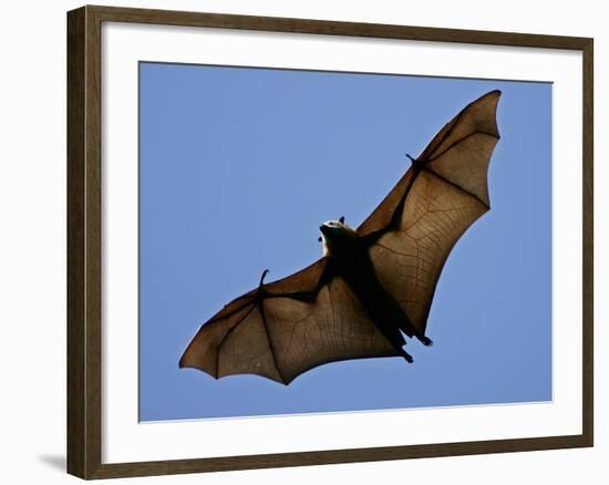A Flying Fox Soars Above the Trees--Framed Photographic Print