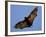 A Flying Fox Soars Above the Trees-null-Framed Photographic Print