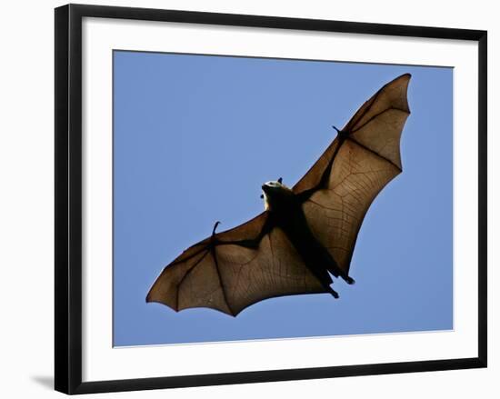 A Flying Fox Soars Above the Trees-null-Framed Photographic Print