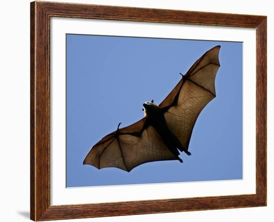 A Flying Fox Soars Above the Trees-null-Framed Photographic Print