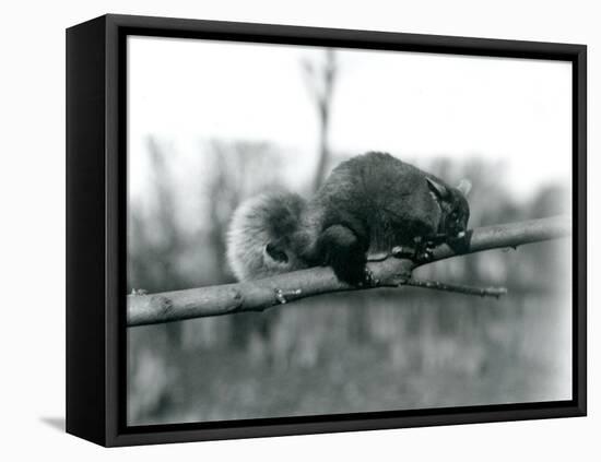 A Flying Phalanger on a Branch at London Zoo, February 1922-Frederick William Bond-Framed Premier Image Canvas