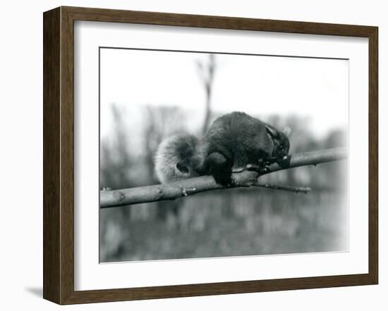 A Flying Phalanger on a Branch at London Zoo, February 1922-Frederick William Bond-Framed Photographic Print