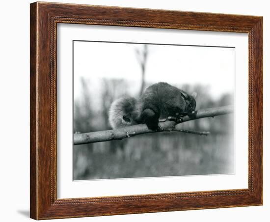 A Flying Phalanger on a Branch at London Zoo, February 1922-Frederick William Bond-Framed Photographic Print