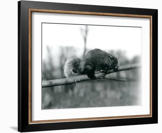 A Flying Phalanger on a Branch at London Zoo, February 1922-Frederick William Bond-Framed Photographic Print