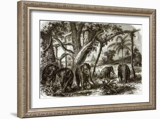 A Forest in Ceylon-English-Framed Giclee Print