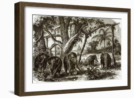 A Forest in Ceylon-English-Framed Giclee Print