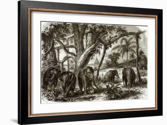 A Forest in Ceylon-English-Framed Giclee Print