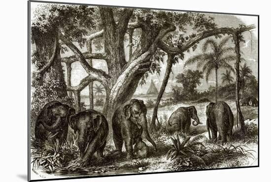 A Forest in Ceylon-English-Mounted Giclee Print