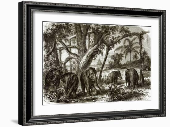 A Forest in Ceylon-English-Framed Giclee Print