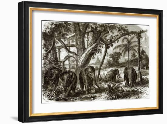 A Forest in Ceylon-English-Framed Giclee Print