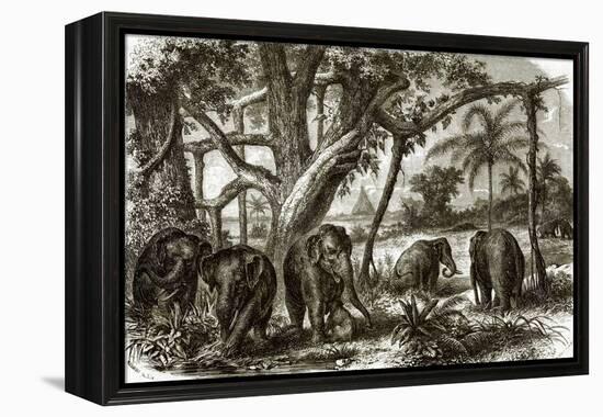 A Forest in Ceylon-English-Framed Premier Image Canvas
